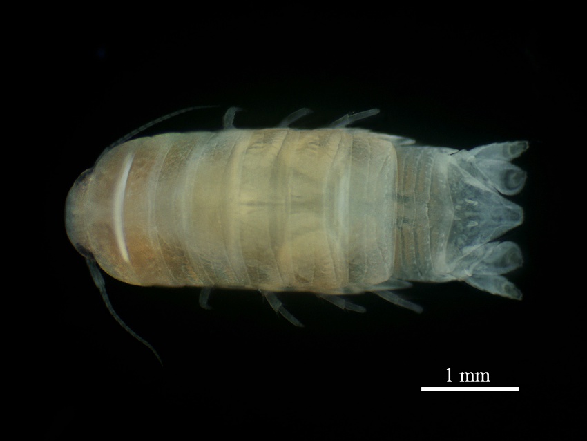PSU Researchers discover New Sea Cockroach Species with Important Ecological Role