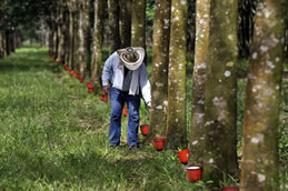 sick rubber trees
